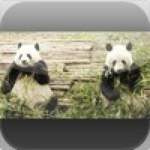  Giant Pandas Slide Puzzle (2010). Нажмите, чтобы увеличить.