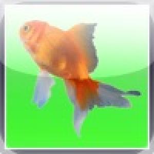  Goldfish Taps (2010). Нажмите, чтобы увеличить.