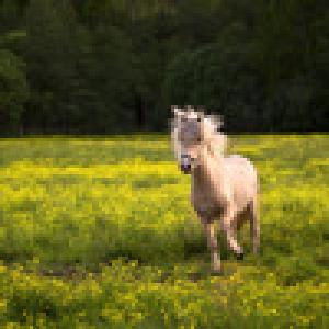  Horse Pairs (2009). Нажмите, чтобы увеличить.