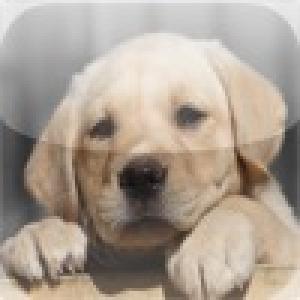  iZoo For Toddlers (2009). Нажмите, чтобы увеличить.