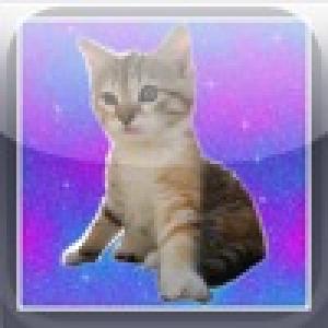  Kitten Taps (2009). Нажмите, чтобы увеличить.