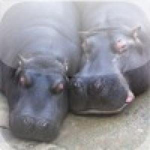  Lazy Hippos Slide Puzzle (2010). Нажмите, чтобы увеличить.