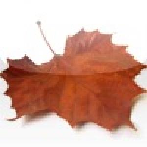  Leaf Catcher (2010). Нажмите, чтобы увеличить.