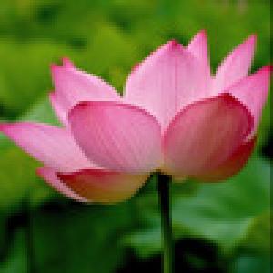  Leela Game (2009). Нажмите, чтобы увеличить.