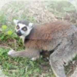  Lemur Slide Puzzle (2010). Нажмите, чтобы увеличить.