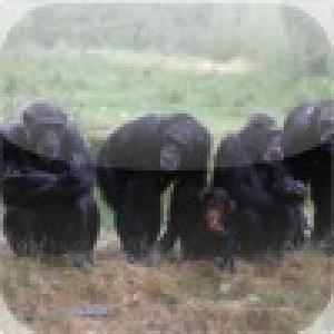  Monkey Family Slide Puzzle (2010). Нажмите, чтобы увеличить.