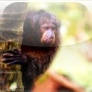  MonkeyClick (2010). Нажмите, чтобы увеличить.