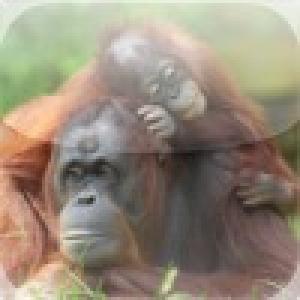  Orangutan Family Slide Puzzle (2010). Нажмите, чтобы увеличить.