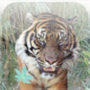  Papagae Isle (2009). Нажмите, чтобы увеличить.