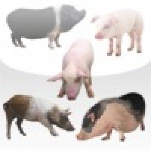  Pig Family Slide Puzzle (2010). Нажмите, чтобы увеличить.