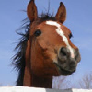  Pony Puzzle 2 (2009). Нажмите, чтобы увеличить.