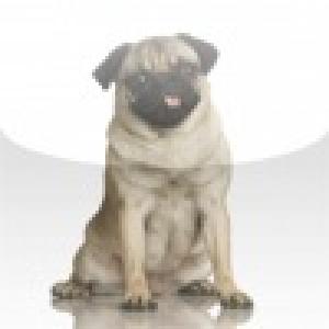  Pug Slide Puzzle (2010). Нажмите, чтобы увеличить.