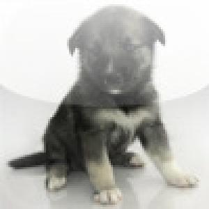  PuppyDog (2009). Нажмите, чтобы увеличить.