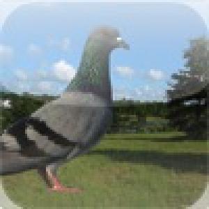  pPigeon (2010). Нажмите, чтобы увеличить.