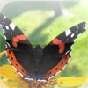 Red Admiral Butterfly Slide Puzzle (2010). Нажмите, чтобы увеличить.
