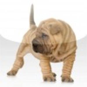  Sharpei Slide Puzzle (2010). Нажмите, чтобы увеличить.