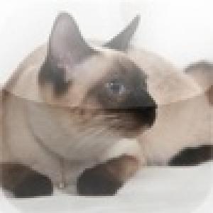  Siamese Cat Slide Puzzle (2010). Нажмите, чтобы увеличить.