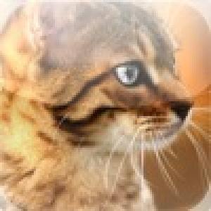  Silver Eyed Cat Slide Puzzle (2010). Нажмите, чтобы увеличить.