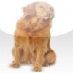  Slide Puzzle - Dogs edition (2010). Нажмите, чтобы увеличить.