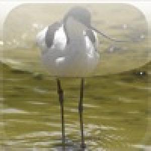  SlidePuzzle - Avocet (2009). Нажмите, чтобы увеличить.