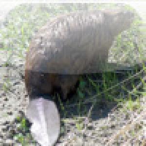  SlidePuzzle - Beaver (2009). Нажмите, чтобы увеличить.