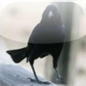  SlidePuzzle - Crow (2009). Нажмите, чтобы увеличить.