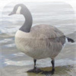  SlidePuzzle - Goose (2009). Нажмите, чтобы увеличить.