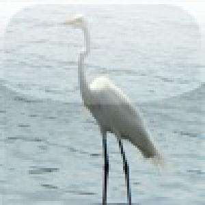  SlidePuzzle - Heron (2009). Нажмите, чтобы увеличить.