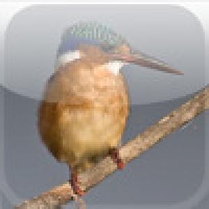  SlidePuzzle - Kingfisher (2009). Нажмите, чтобы увеличить.