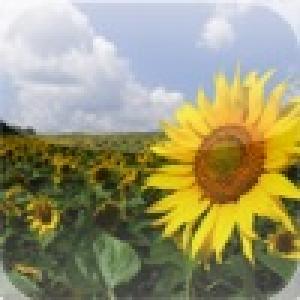  Sun Flower Field Slide Puzzle (2010). Нажмите, чтобы увеличить.