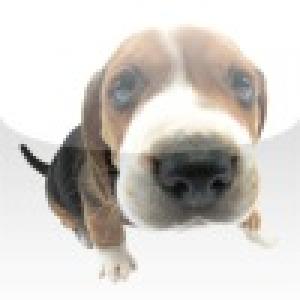  The Dog - Puppy Pets (2010). Нажмите, чтобы увеличить.