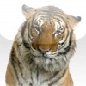  Tiger Slide Puzzle (2010). Нажмите, чтобы увеличить.