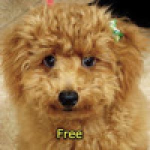  Toddler Zoo Free (2009). Нажмите, чтобы увеличить.