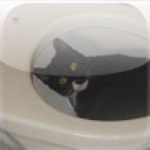  Toilet Cat (2009). Нажмите, чтобы увеличить.