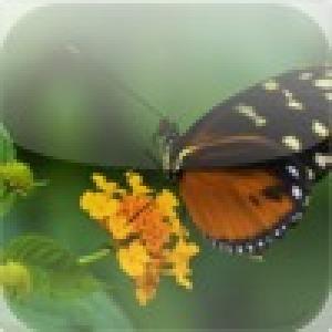  Tropical Butterfly Slide Puzzle (2010). Нажмите, чтобы увеличить.