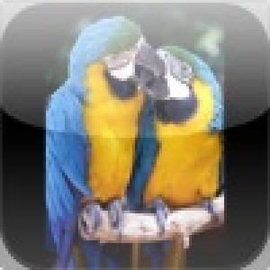  Tropical Parrots Slide Puzzle (2010). Нажмите, чтобы увеличить.