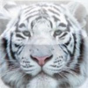  White Tiger Slide Puzzle (2010). Нажмите, чтобы увеличить.