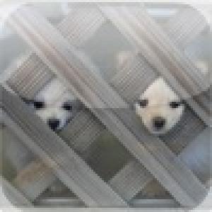  Cute Dog Puzzle Vol.1 (2010). Нажмите, чтобы увеличить.