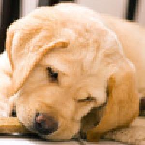  Cutie Scratch -Dogs- (2008). Нажмите, чтобы увеличить.