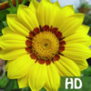 Floral Puzzle HD (2010). Нажмите, чтобы увеличить.