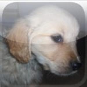  Hilarious Hangman - Dogs (2010). Нажмите, чтобы увеличить.