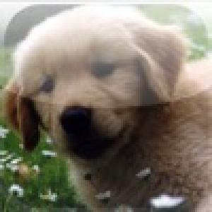  iPuzzle Pro - Puppy Version Slider Game (2009). Нажмите, чтобы увеличить.