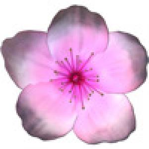  Japanese Garden (2009). Нажмите, чтобы увеличить.