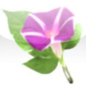  Morning glory (2008). Нажмите, чтобы увеличить.