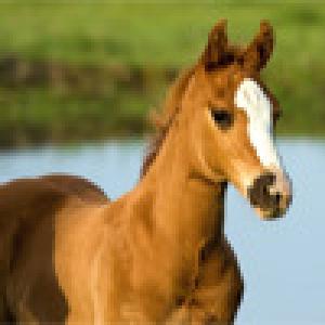  Pony Puzzle (2009). Нажмите, чтобы увеличить.