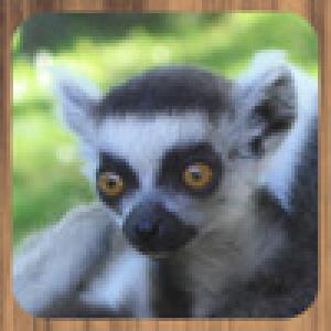  Puzzlez Safari (2009). Нажмите, чтобы увеличить.