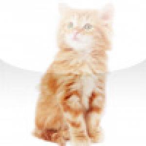  SlidePuzzle - Baby Kitten (2009). Нажмите, чтобы увеличить.