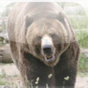  SlidePuzzle - Bear (2009). Нажмите, чтобы увеличить.