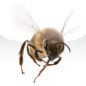  SlidePuzzle - Bee (2009). Нажмите, чтобы увеличить.