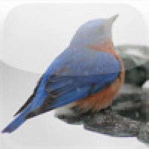  SlidePuzzle - Bluebird (2009). Нажмите, чтобы увеличить.